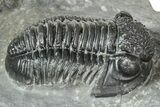 Detailed Gerastos Trilobite Fossil - Morocco #243777-3